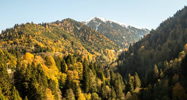 Forêt d'automne vibrante couvrant des montagnes ondulantes couronnées d'une légère couche de neige.