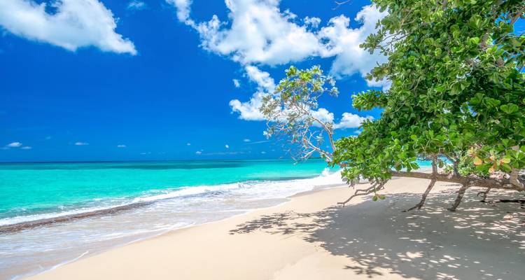 Pristine tropical beach with turquoise water, soft sand and leafy branches providing shade under a vivid blue sky.