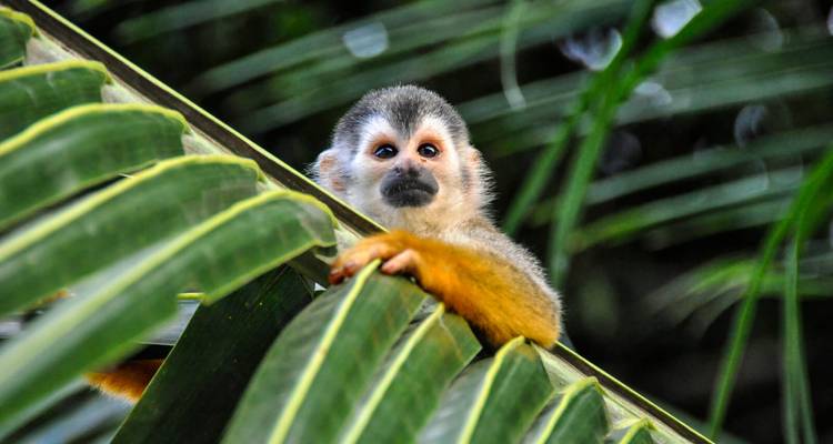 Un curieux singe-écureuil jette un coup d'oeil par-dessus les larges feuilles de la jungle dans une forêt tropicale dense