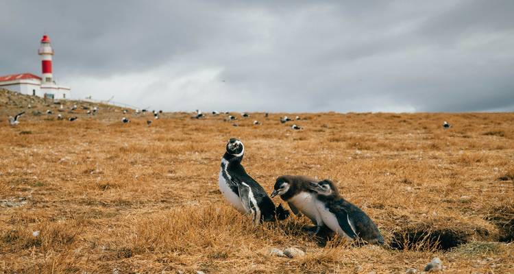 Two Magellanic penguins stand on a grassy hillside with a lighthouse and a colony of birds in the background.