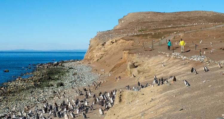 Wide coastal landscape dotted with hundreds of penguins and two hikers on a marked path.