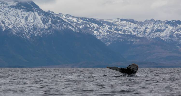A whale tail emerges from the cold grey sea with dramatic snow-covered mountains rising in the background.