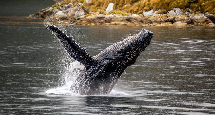 A humpback whale bursts from the dark water, splashing as it breaches near a rocky shoreline.