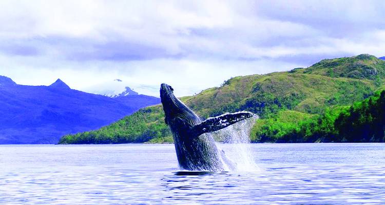 A whale leaps from a tranquil blue bay surrounded by rolling green hills and distant peaks.