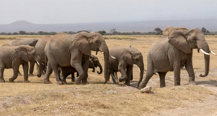 Un troupeau d'éléphants, y compris les jeunes, traverse les prairies dorées de la savane d'Amboseli.
