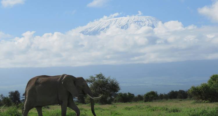 Un éléphant marchant à travers des plaines herbeuses avec le Mont Kilimandjaro aux pics enneigés s'élevant au-dessus des nuages en arrière-plan.