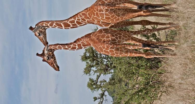 Deux girafes debout côte à côte dans la savane ouverte sous un ciel bleu.
