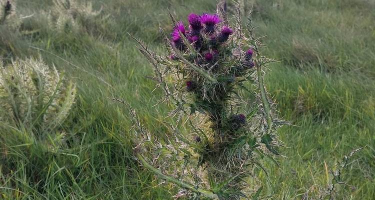 Gros plan d'un chardon violet en fleur parmi les hautes herbes vertes
