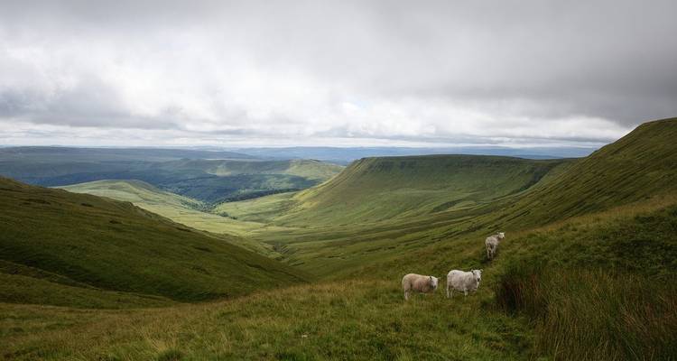 Paysage de vallée verdoyante avec des moutons qui paissent au premier plan sous un ciel mouvementé au Pays de Galles