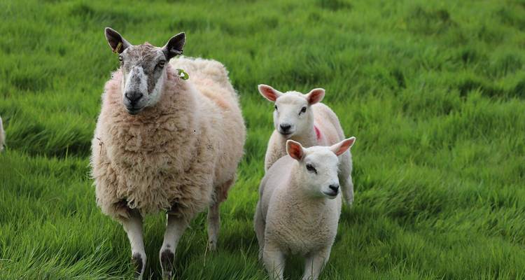 Brebis mère avec deux agneaux se tenant debout sur une herbe d'un vert éclatant