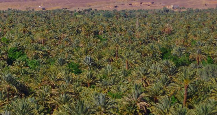 Oasis verdoyante et dense s'étendant à travers une vallée avec des collines arides au-delà