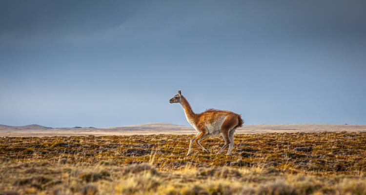 Ein einsames Guanaco bleibt auf der windgepeitschten patagonischen Steppe unter einem düsteren blaugrauen Himmel stehen.