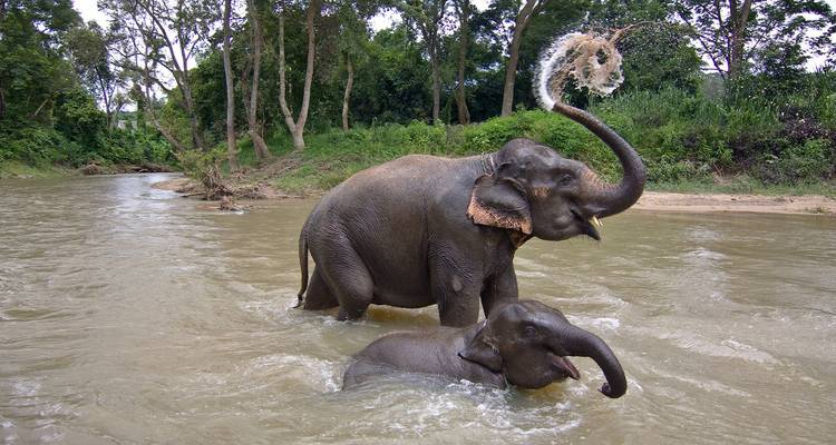 Volwassen olifant en babyolifant spelen plagerig met water in een rivier in de jungle.