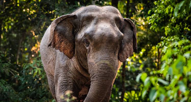 Portrait en gros plan d'un éléphant d'Asie à la lumière d'une forêt luxuriante, avec une peau texturée et un regard doux.