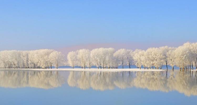 Line of frost-covered trees mirrored perfectly in a calm winter river under clear sky.
