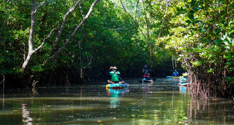 Les pagayeurs naviguant dans un étroit chenal de mangrove avec des branches vertes surplombantes