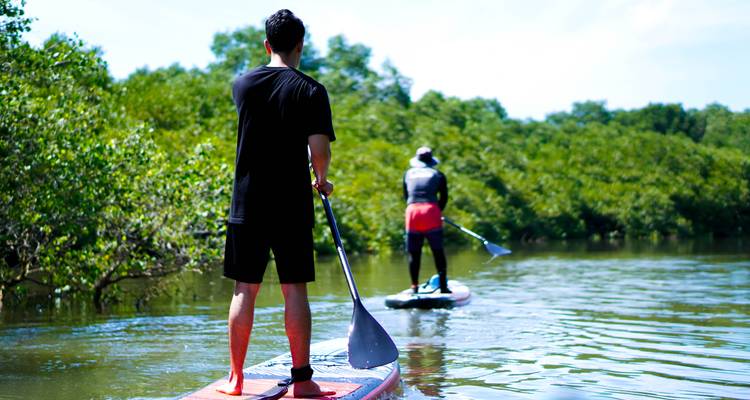 Vue arrière de deux pratiquants de paddle glissant le long d'une tranquille rivière de mangrove sous un ciel dégagé