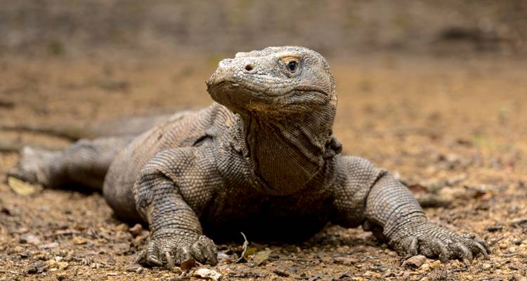 Gros plan d'un dragon de Komodo se reposant sur un sol poussiéreux, ses écailles texturées finement détaillées.