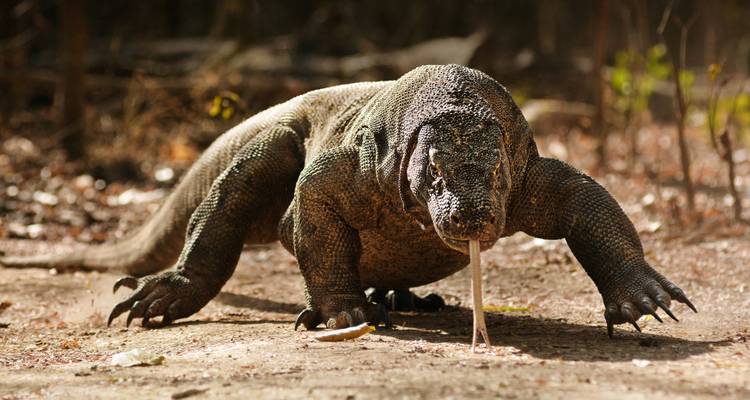 Un dragon de Komodo avance avec la langue sortie, saisi dans une lumière dramatique en contre-plongée.
