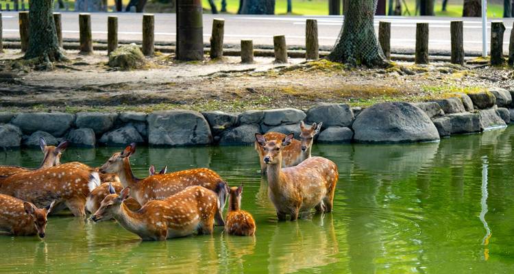 Herd of tame deer wading in green pond within Nara park.