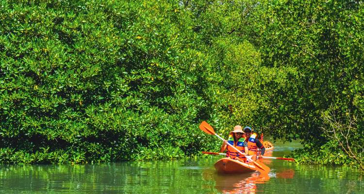 Deux kayaks glissant sous une dense canopée de mangrove verte, reflétés dans une eau calme.