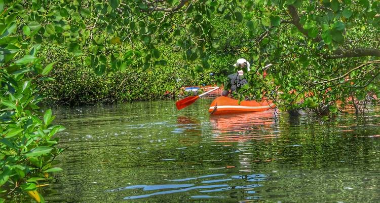 Un seul kayak orange partiellement caché par des branches de palétuvier sur une voie navigable aux eaux réfléchissantes.