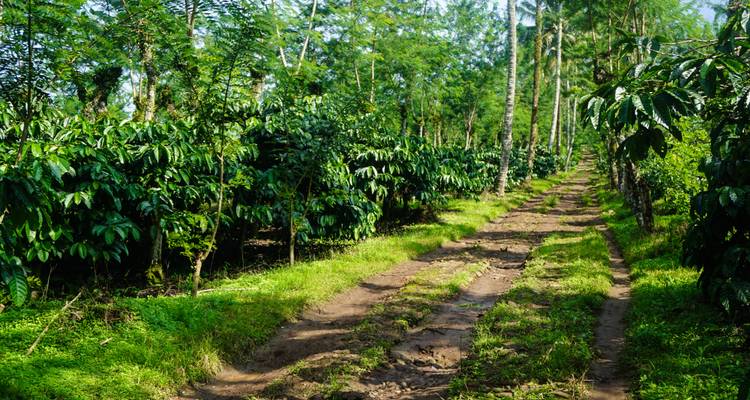 Chemin de terre sinueux traversant une luxuriante plantation de café ou de cacao verte, bordée de grands palmiers.