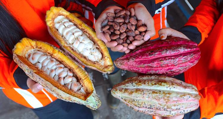 Mains présentant des gousses de cacao ouvertes et des fèves de cacao torréfiées dans des couleurs éclatantes.