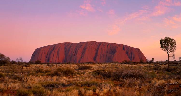 Uluru baigné dans la douce lumière rose du lever de soleil au-dessus des plaines d'herbe spinifex.