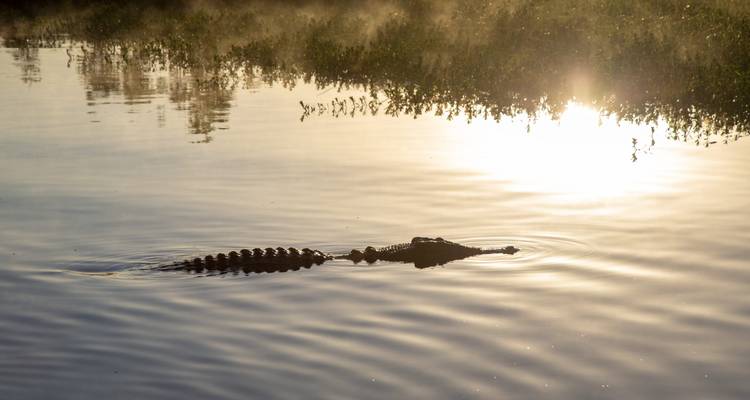 Krokodisilhouette gleitet bei Sonnenaufgang durch stilles Wasser, während Dampf aufsteigt.
