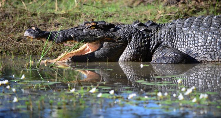 Ein großes Krokodil ruht mit offenen Kiefern am Wassersaum und spiegelt sich im Billabong.