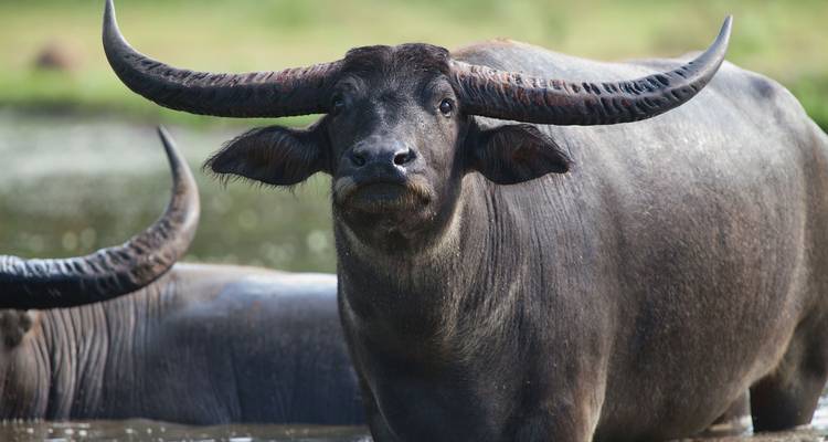 Vue rapprochée d'un buffle d'eau aux cornes courbes imposantes se tenant dans l'eau.