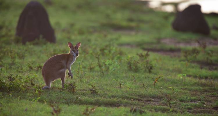 Un wallaby solitaire se tient en alerte sur un pré verdoyant avec des termitières à proximité.