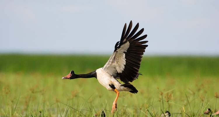 Oie-pie s'envolant des herbes des terres humides avec les ailes entièrement déployées.