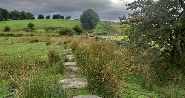 Stone slab path winds through grassy moorland under a moody grey sky in Dartmoor National Park.