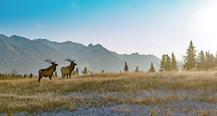 Two elk with antlers standing in frosty grassland at sunrise with Rocky Mountains behind.