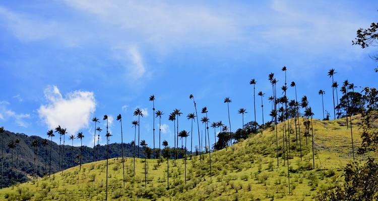 Towering wax palm trees dot a green hillside under a clear blue sky in Cocora Valley