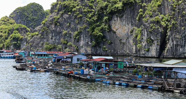 Floating fishing village with colorful houses moored beside towering karst cliffs
