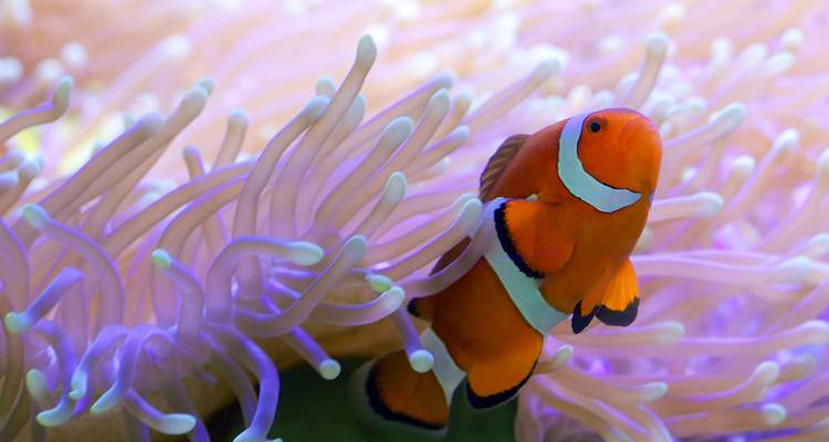 Gros plan d'un poisson-clown orange niché parmi les tentacules d'anémone de mer à pointes violettes.