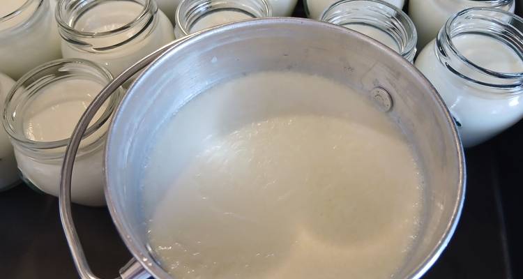 Gros plan d'un pot de yaourt fraîchement fermenté entouré de pots en verre ouverts contenant du lait.