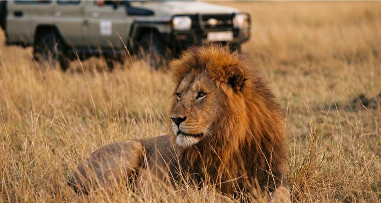 Un majestueux lion mâle se repose, vigilant, dans l'herbe dorée de la savane avec un véhicule de safari flou en arrière-plan.