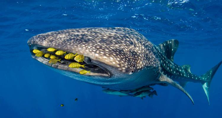 Photographie sous-marine d'un énorme requin-baleine encadré par des poissons aux couleurs vives dans les mers tropicales cristallines