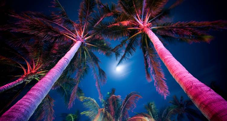Des palmiers illuminés avec un éclairage rose vif et bleu sous un ciel nocturne de pleine lune.
