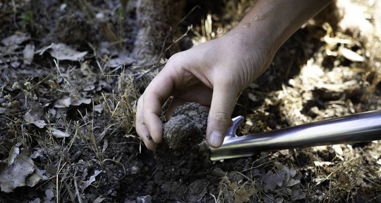 Hand carefully retrieves a truffle from forest soil using a metal digging tool.
