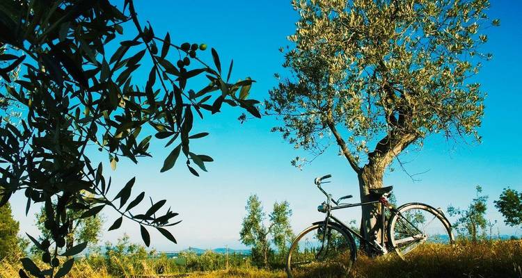 A vintage bicycle leans against an olive tree overlooking rolling Tuscan countryside under a bright blue sky.