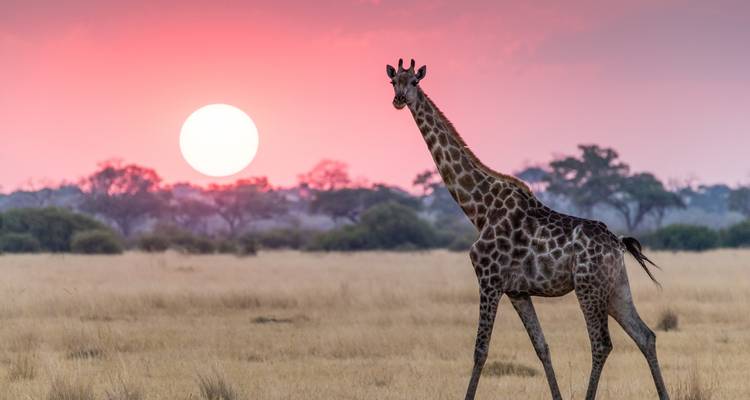 Tall giraffe strolling across golden savannah with large sun setting on the horizon