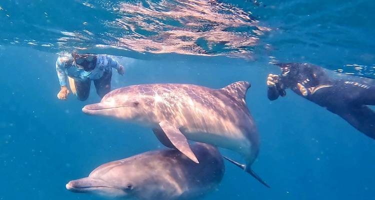 Schnorchler, die neben zwei verspielten Delfinen im offenen Wasser schwimmen.