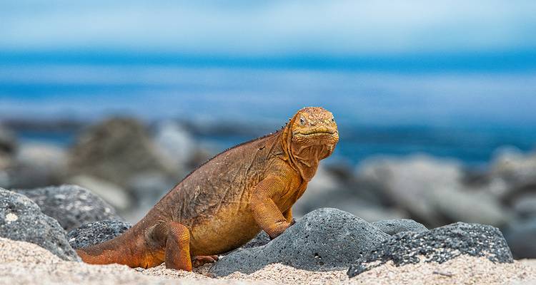 Nahaufnahme einer gelb-orangefarbenen Galapagos-Landleguane, die auf Vulkangestein ruht, mit dem unscharfen Meer im Hintergrund.