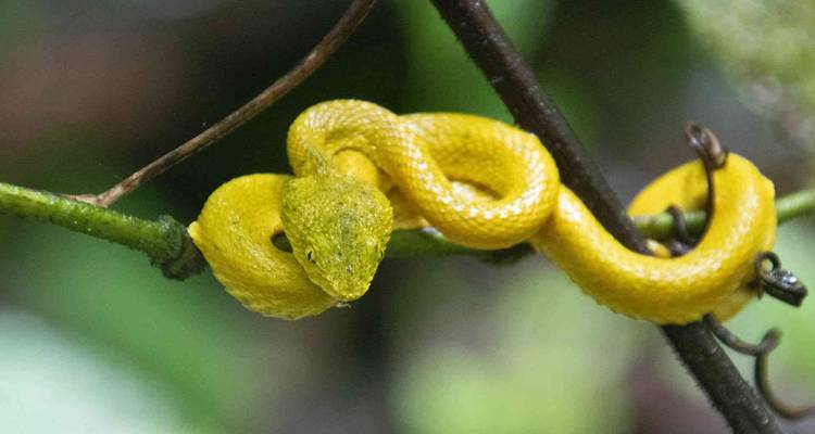 Vipère à cils jaune vif enroulée sur une branche fine de forêt tropicale.
