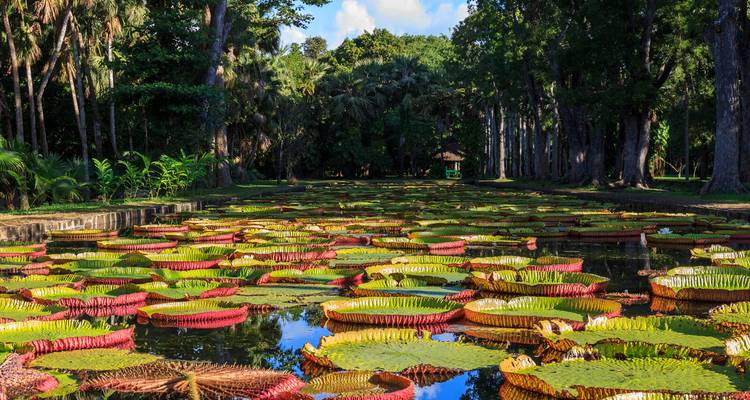 Garden pond filled with giant colourful lily pads framed by tall palms in Mauritius